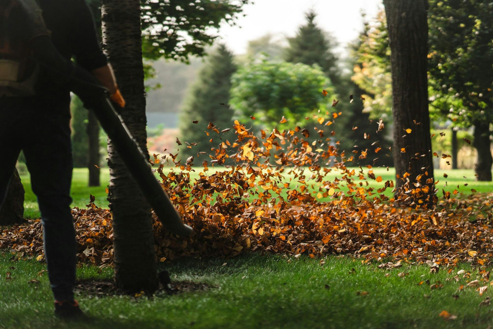 leaf-removal